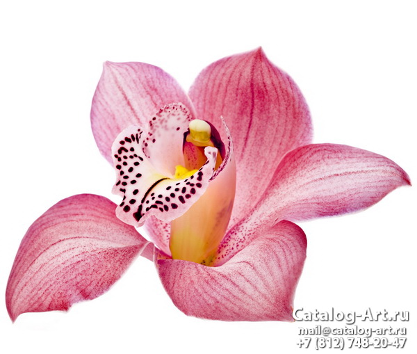 Pink orchids 7